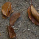 3x Autumn Leaves on Road 1 - 3DOcean Item for Sale