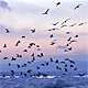 Frozen Sea Gulls 4 (Big Flock)