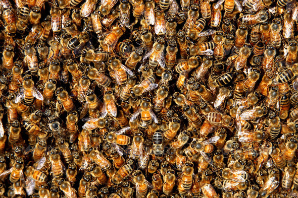 bee swarm background