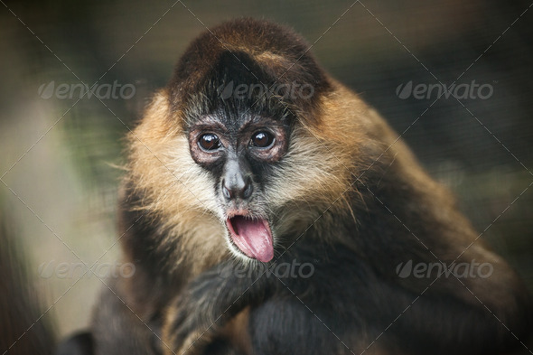 Crazy monkey with funny grimace and tongue