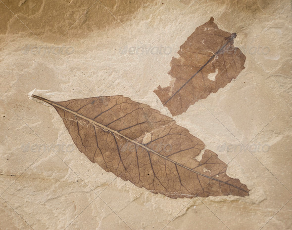 two fossil leaves