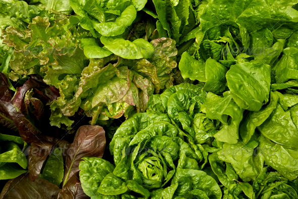 Fresh lettuce in a garden, healthy organic eating