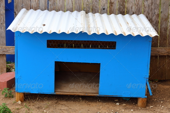 A chicken coop with white corrugated roof and blue wooden walls