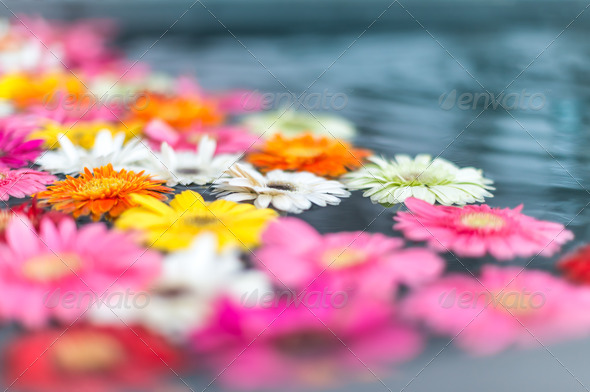 Beautiful fragile flowers of different bright colors floating in water. Floral and natural backgrounds. Mix of bright colors against dark water. Beauty and purity of nature.