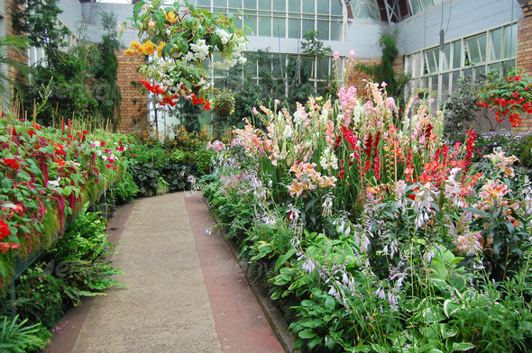 Flowers at greenhouse