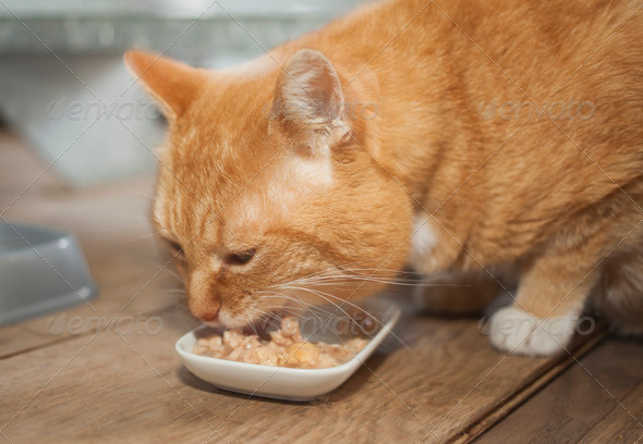 Cat eating meat from dish