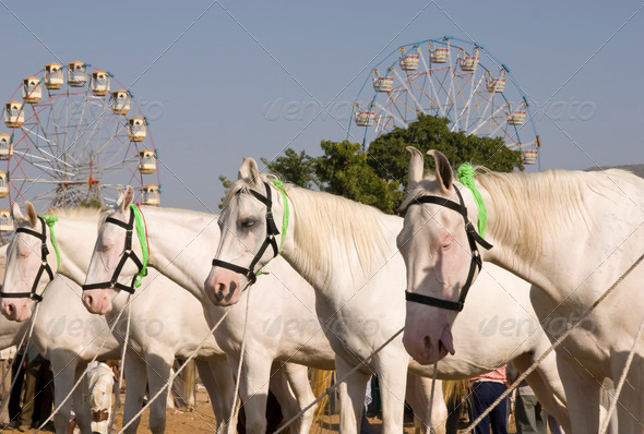 White Marwari Horses