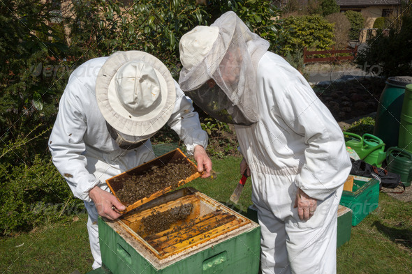 Two beekeepers maintaining bee hive