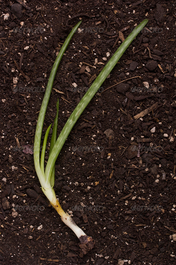 Soil for planting younger escape Aloe. Crop production.