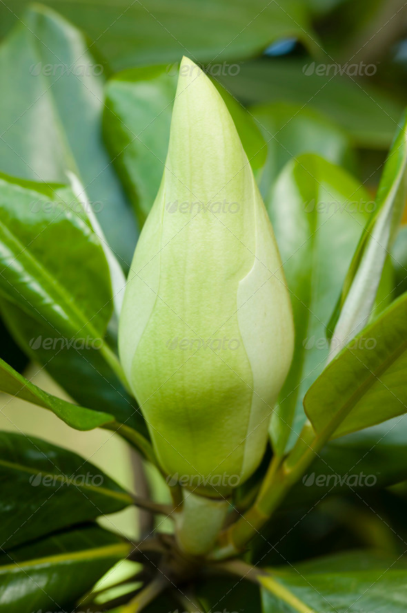 Magnolia grandiflora plant