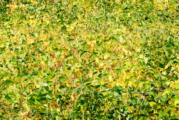 Green - yellow soy plant leaves in the cultivate field