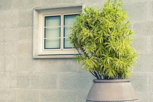 fresh green plant in big flowerpot with grey city wall background