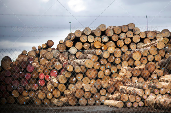 New Zealand Forest Products