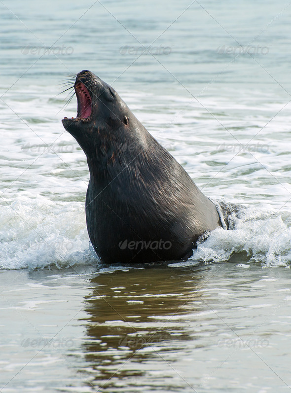 Adult New Zealand sea lion (Phocarctos hookeri) roaring on the Curio Bay beach as it is comming from the sea, Southland – New Zealand