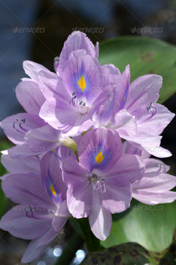 Purple water hyacinth flowers are blooming. In the area of ??plant genetic conservation, Thailand.