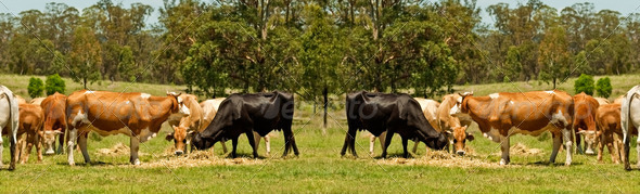 Beef Cattle Panorama