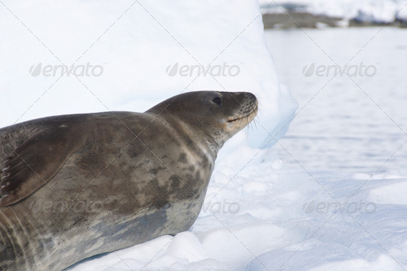 Seal on the snow. Antarctic