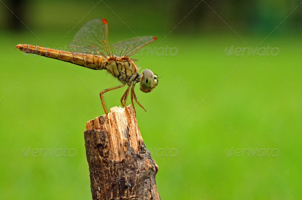 The dragon fly resting on a straw with green background