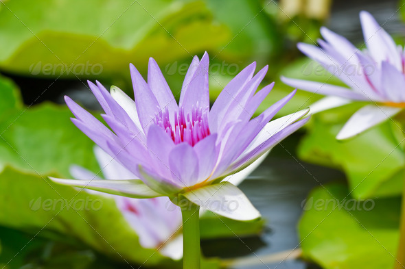 pink lotus in thailand